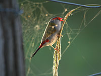 Red-browed finches
